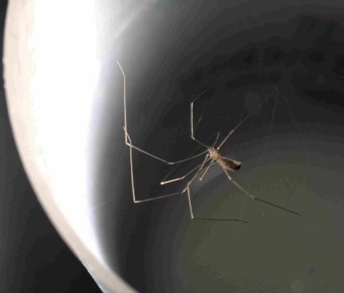 Réf. 348 304 : Pholcus phalangioides